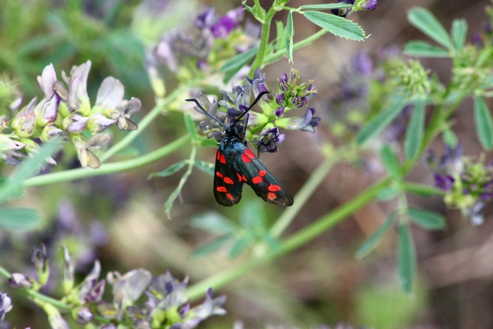 Zygaena filipendulae???